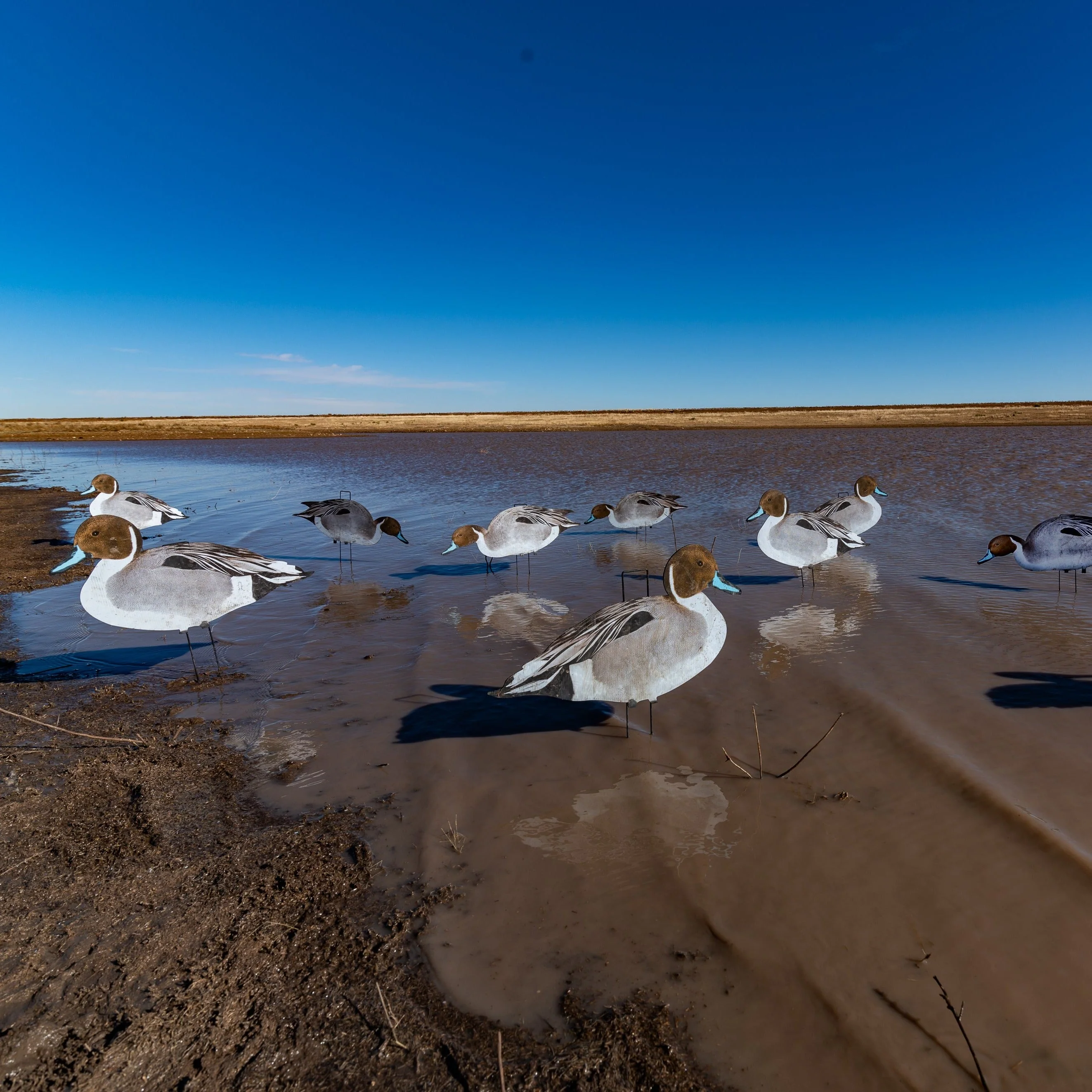 P1 Pintail Silhouettes - Image 3