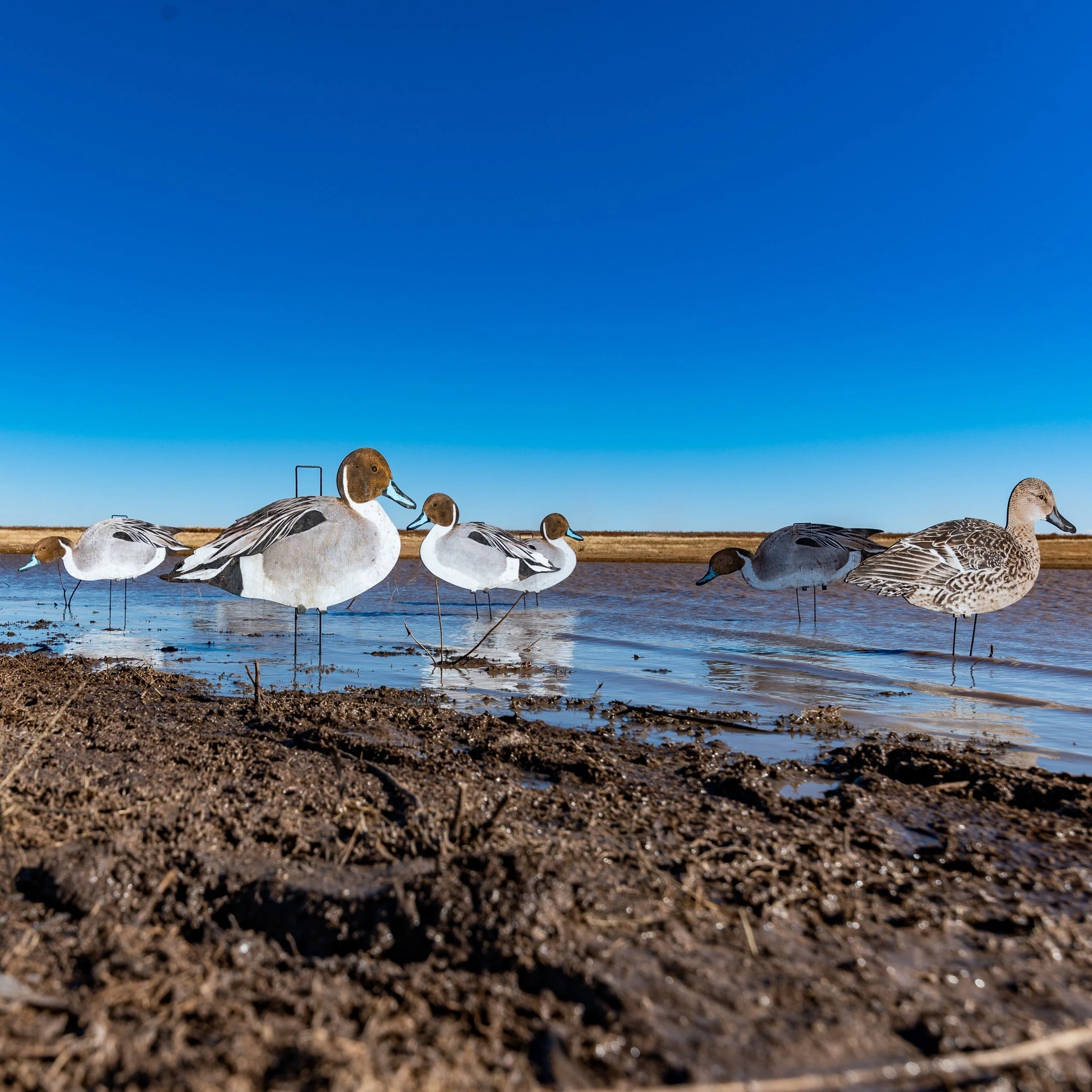 P1 Pintail Silhouettes - Image 5