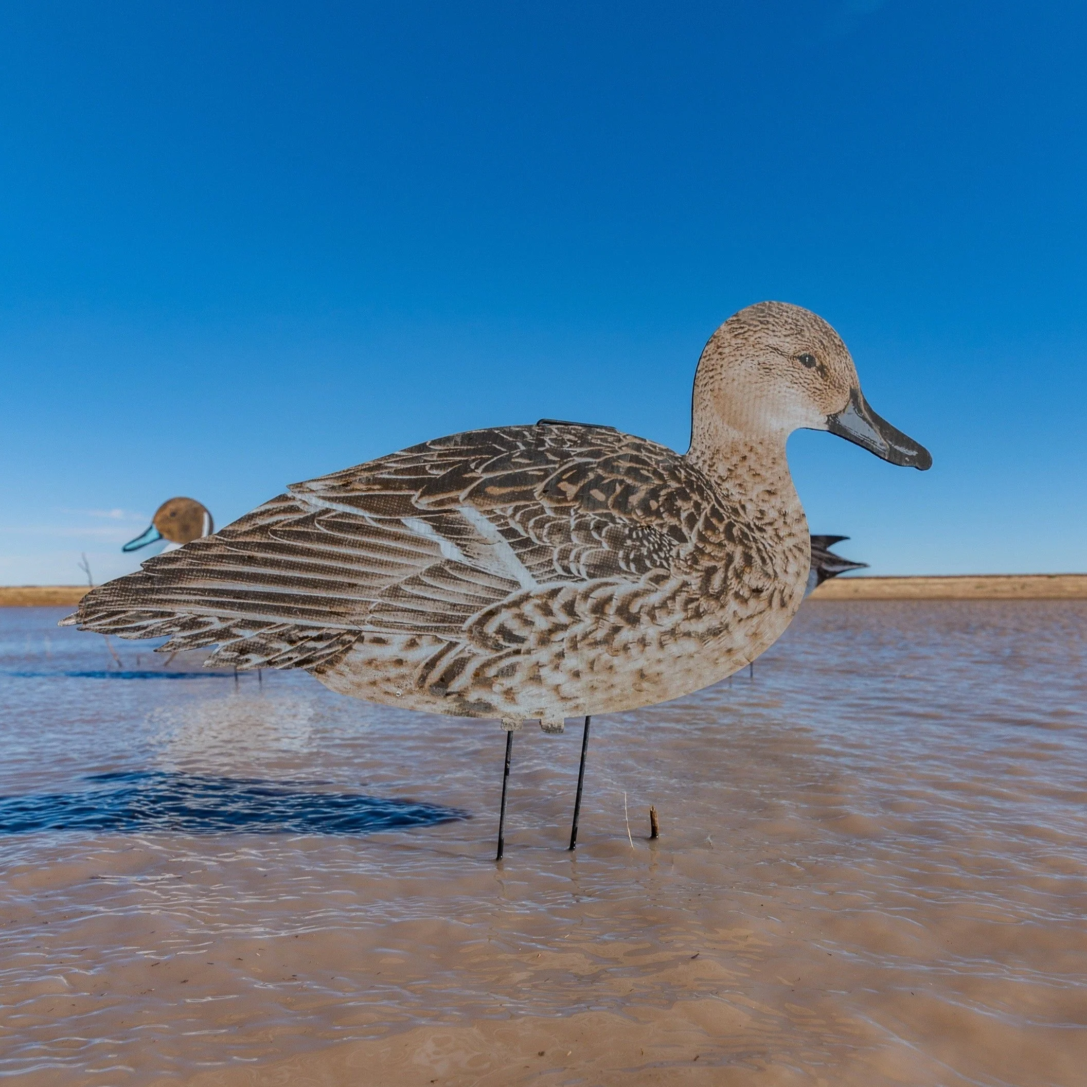 P1 Pintail Silhouettes - Image 7