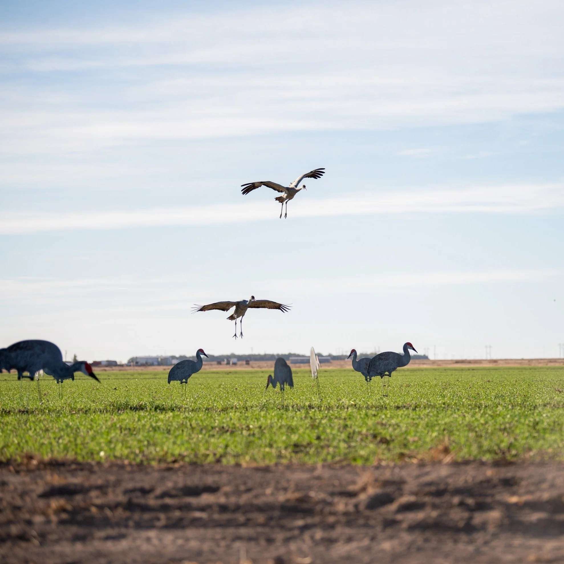 C2 Sandhill Crane Silhouettes - Image 3