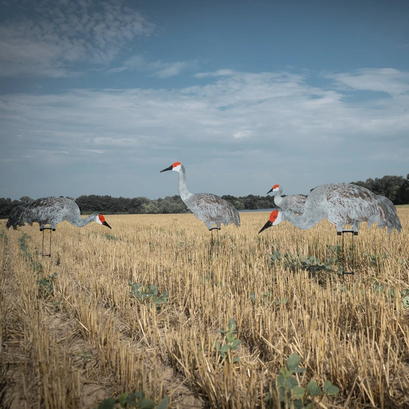 C2 Sandhill Crane Silhouettes - Image 4