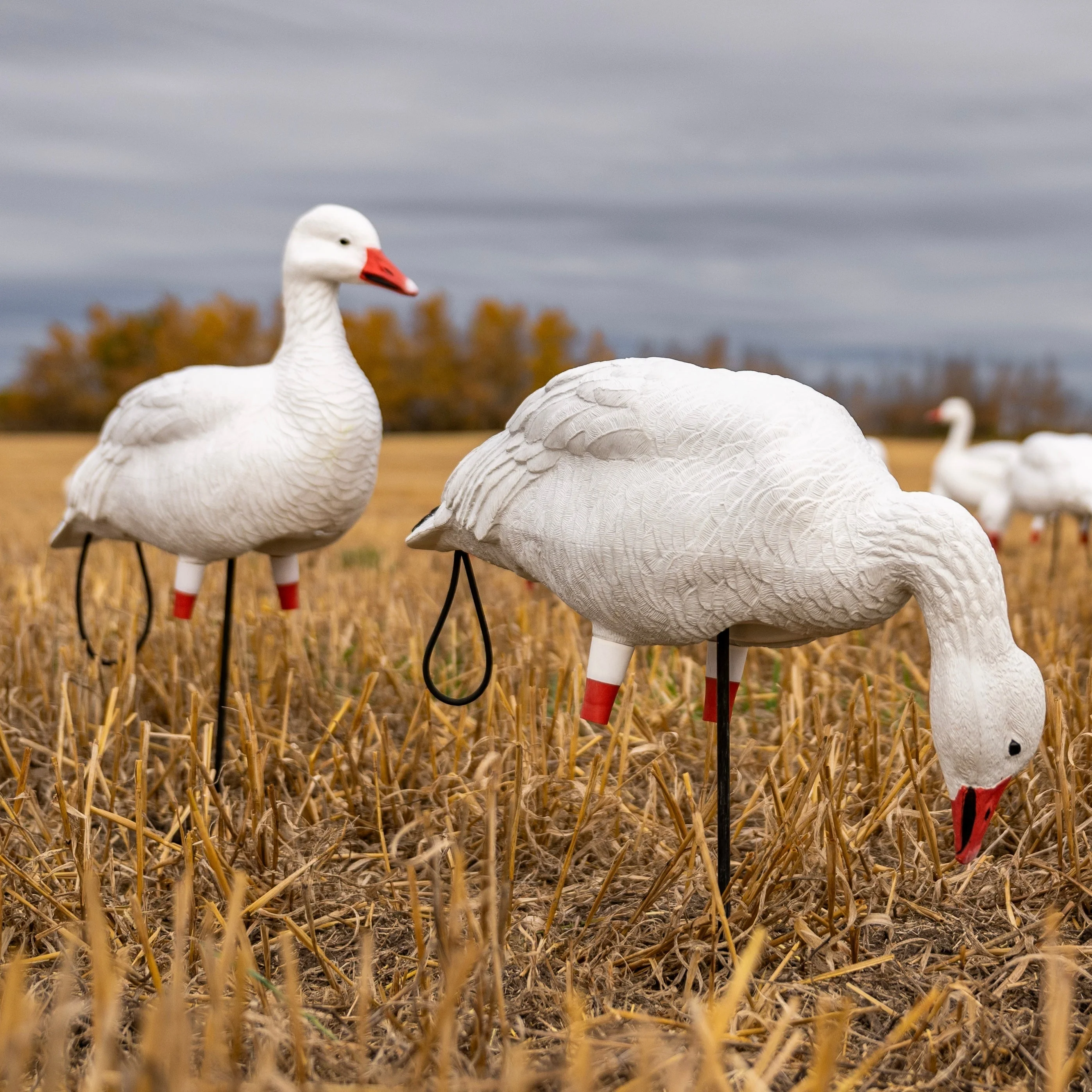 FB Snow Goose Full Bodies - Image 3