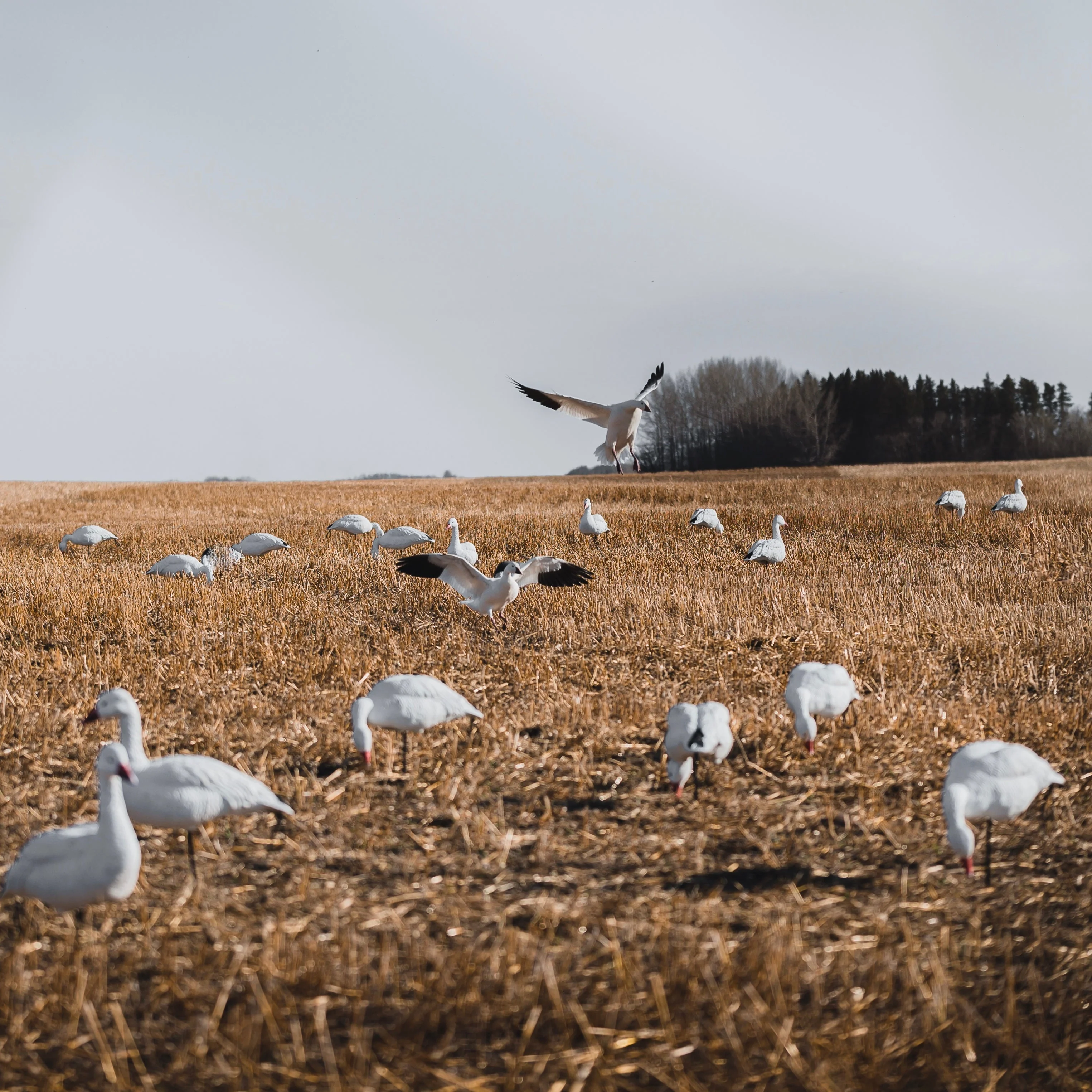 FB Snow Goose Full Bodies - Image 4