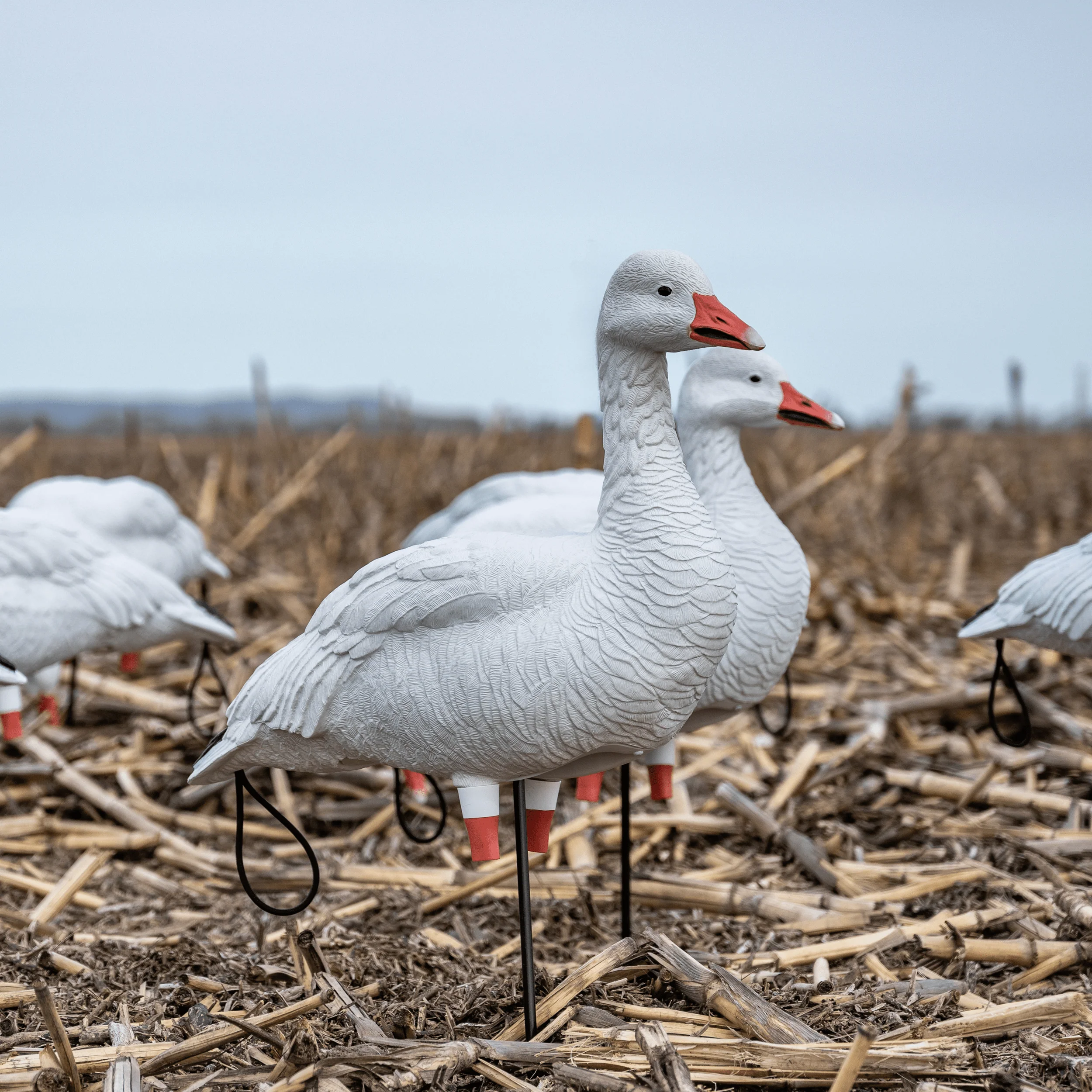 FB Snow Goose Full Bodies - Image 5