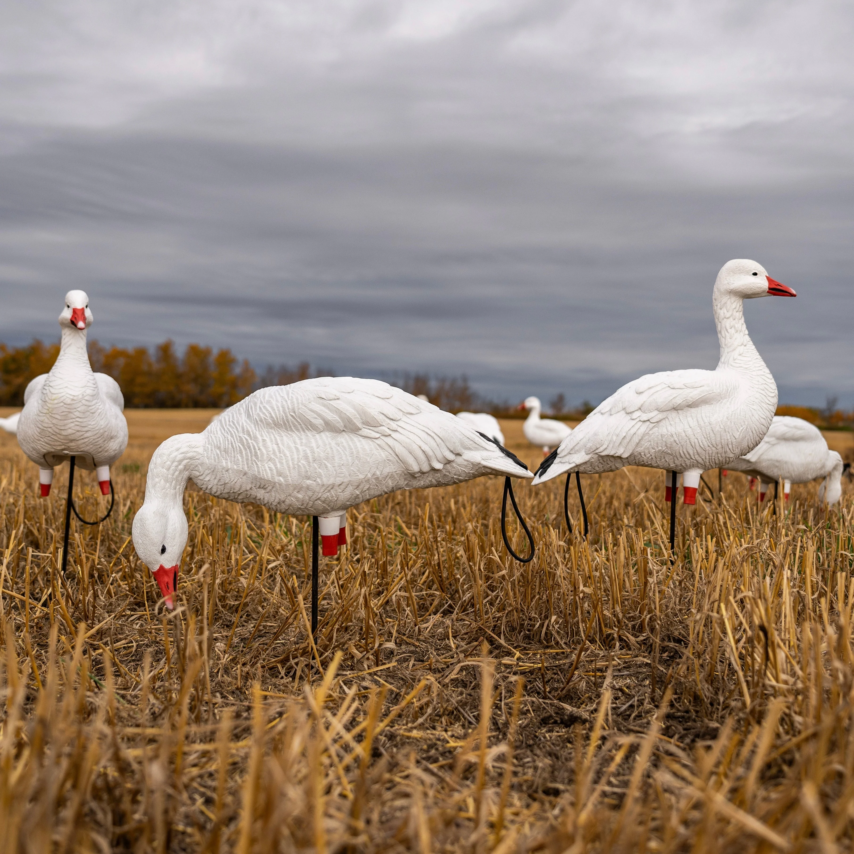 FB Snow Goose Full Bodies - Image 7