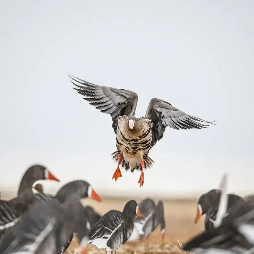V2 Specklebelly Goose Silhouettes - Image 2