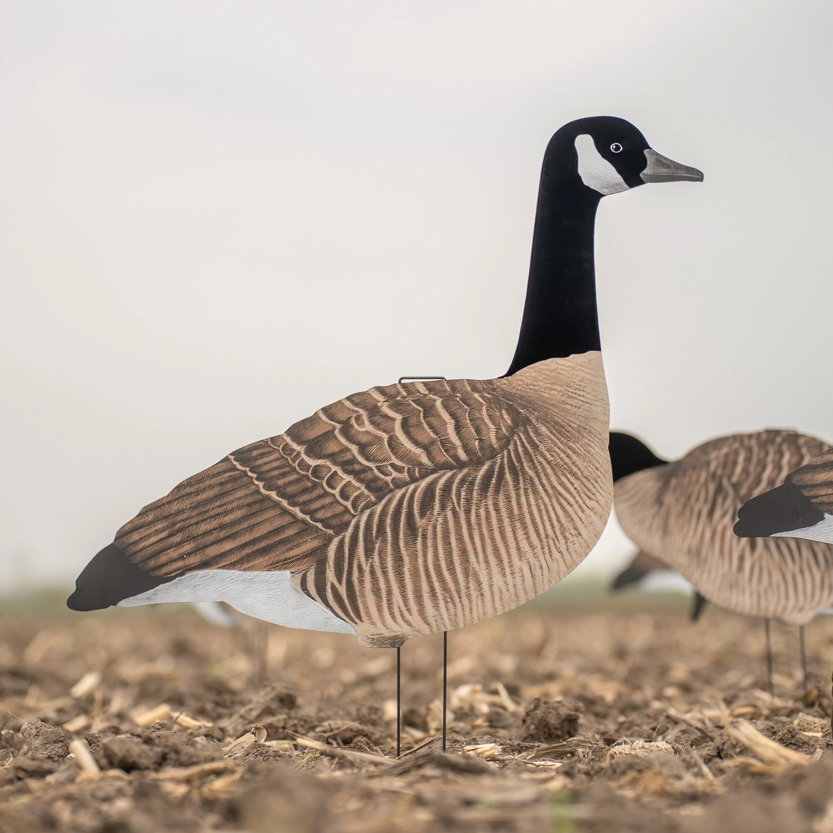 V3F Flocked Canada Silhouettes - Image 3