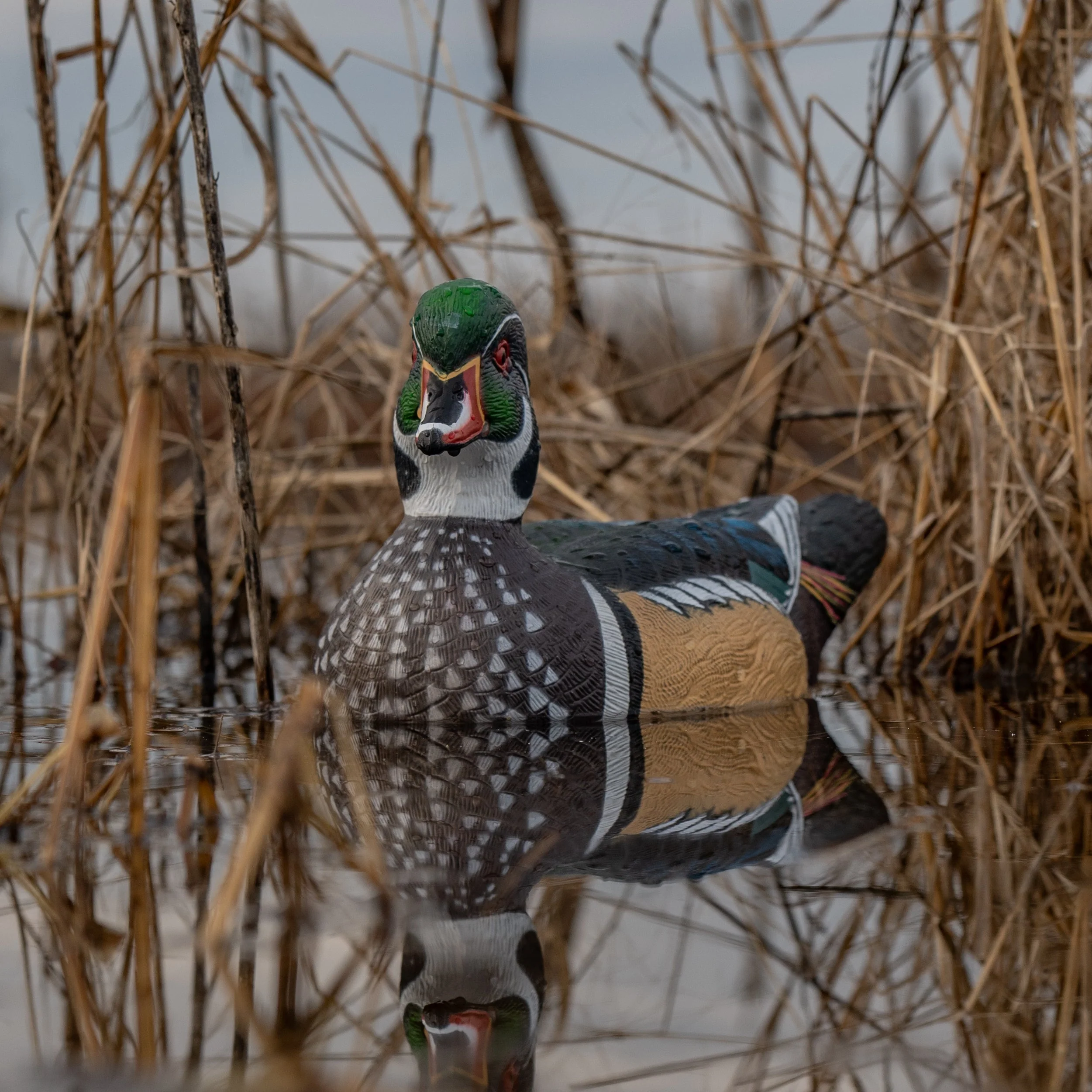 F1 Wood Duck Floaters - Image 3